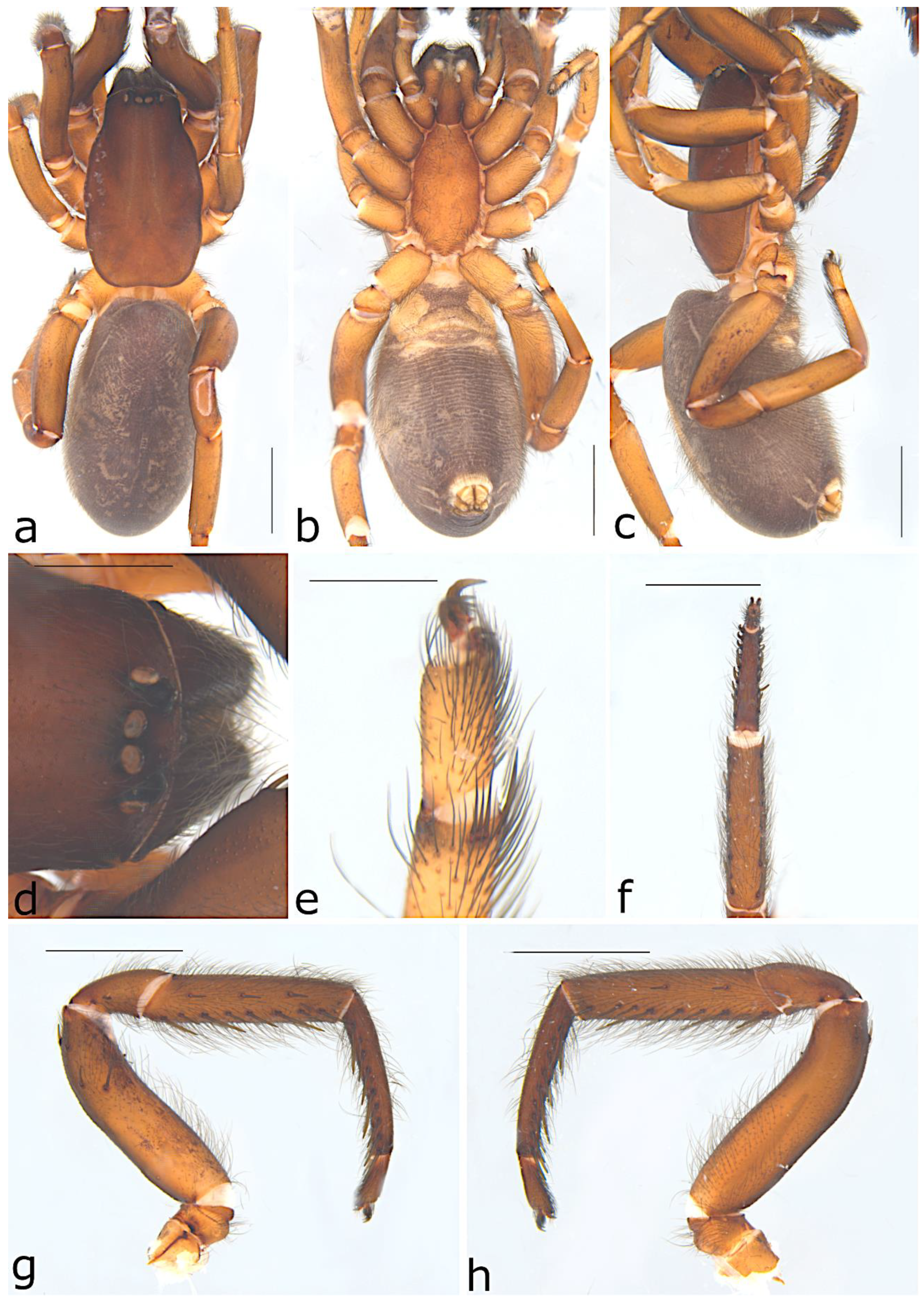 Taxonomy 02 00028 g024