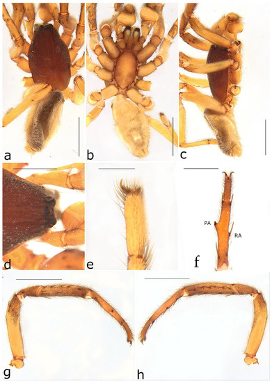 Taxonomy 02 00028 g026