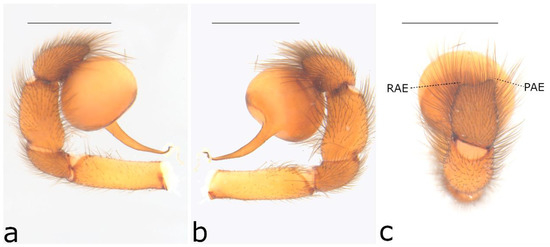 Taxonomy 02 00028 g027