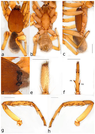 Taxonomy 02 00028 g029