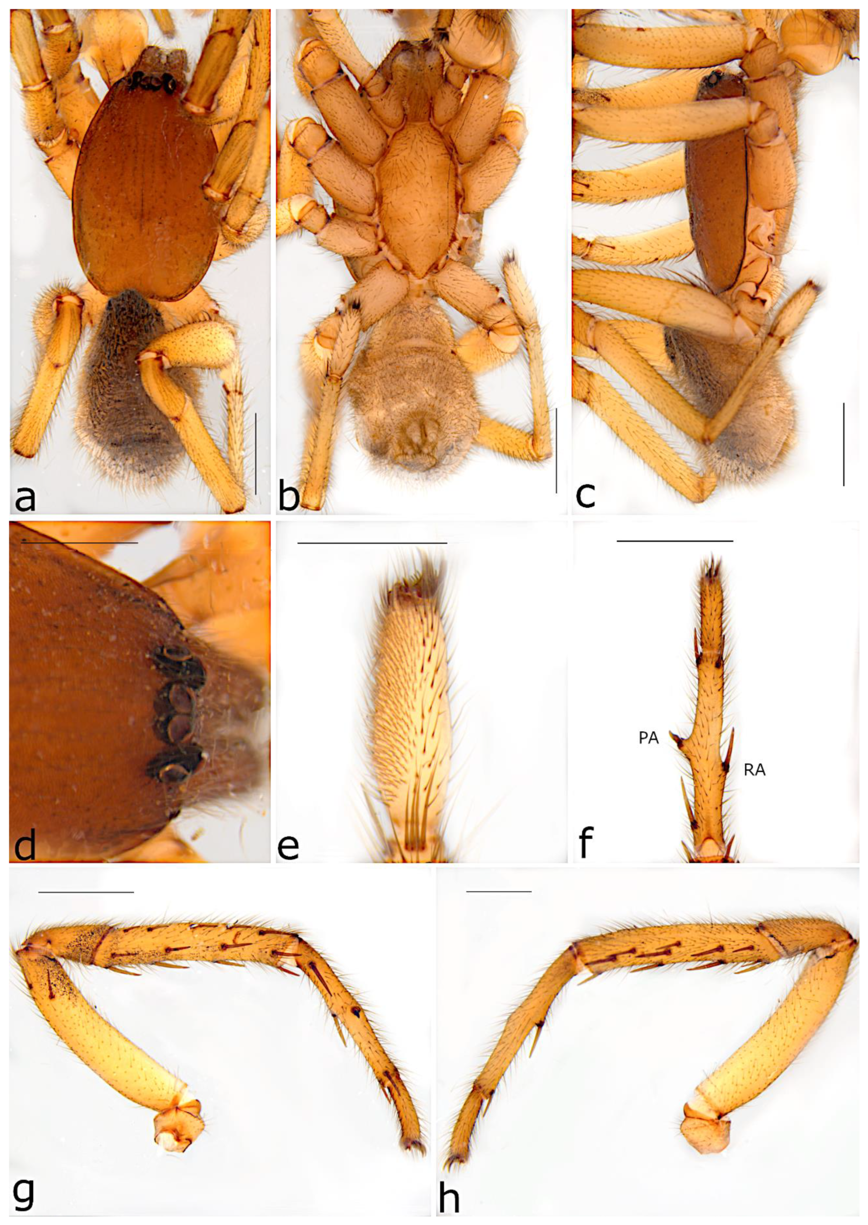 Taxonomy 02 00028 g029
