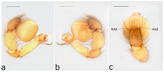 Taxonomy 02 00028 g030