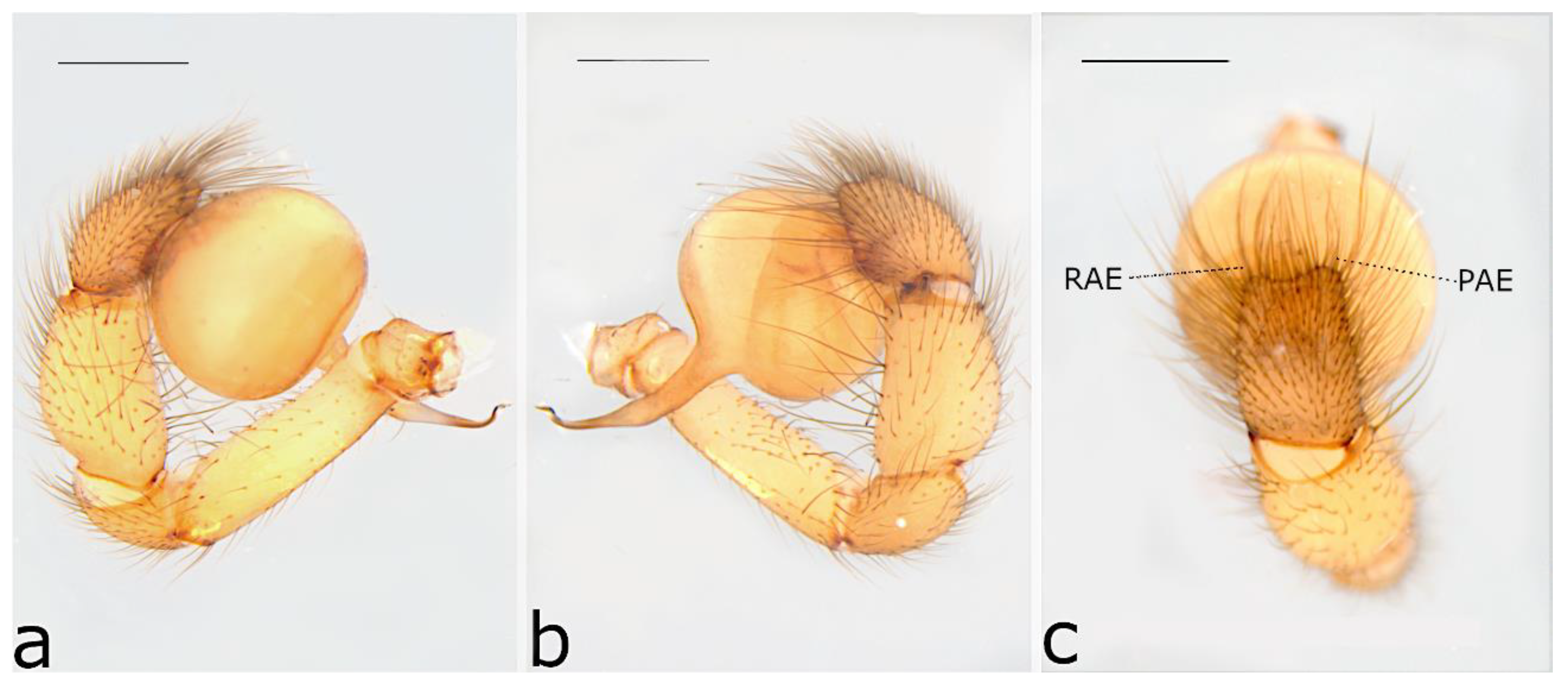 Taxonomy 02 00028 g030
