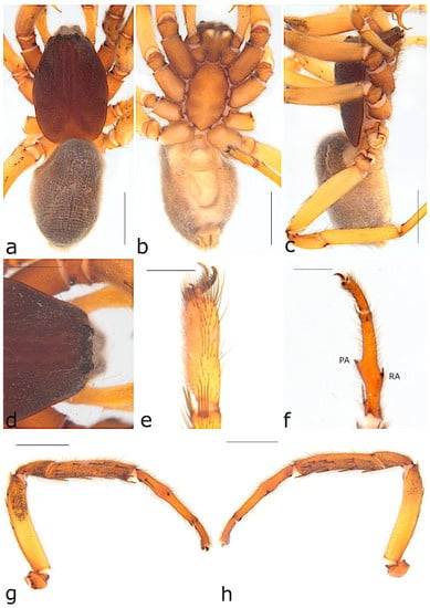 Taxonomy 02 00028 g031