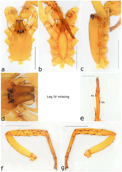 Taxonomy 02 00028 g033
