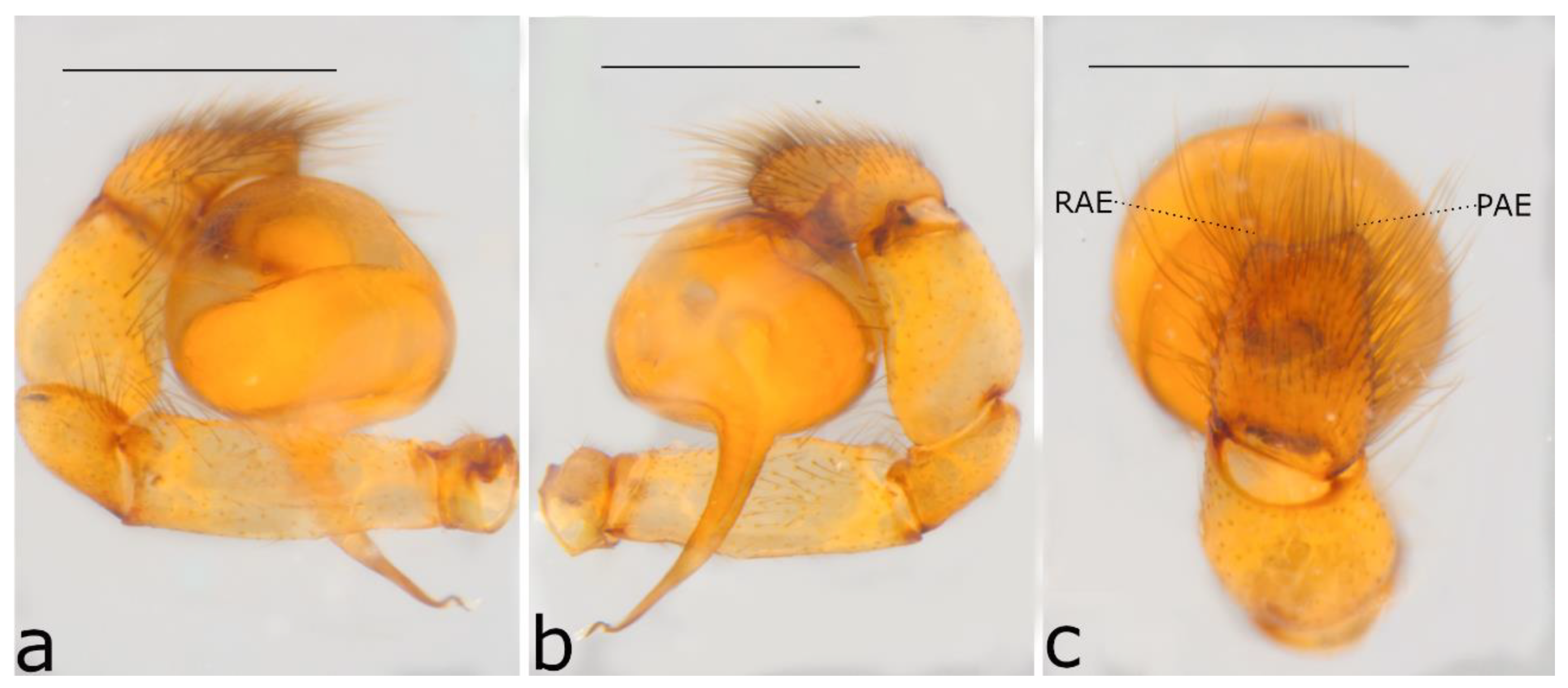Taxonomy 02 00028 g034