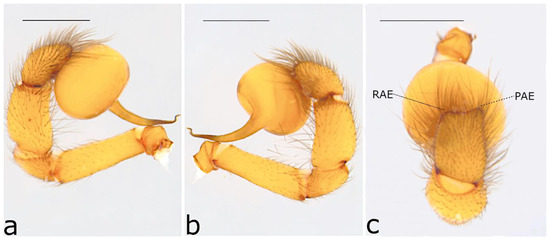 Taxonomy 02 00028 g036
