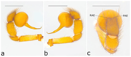 Taxonomy 02 00028 g041