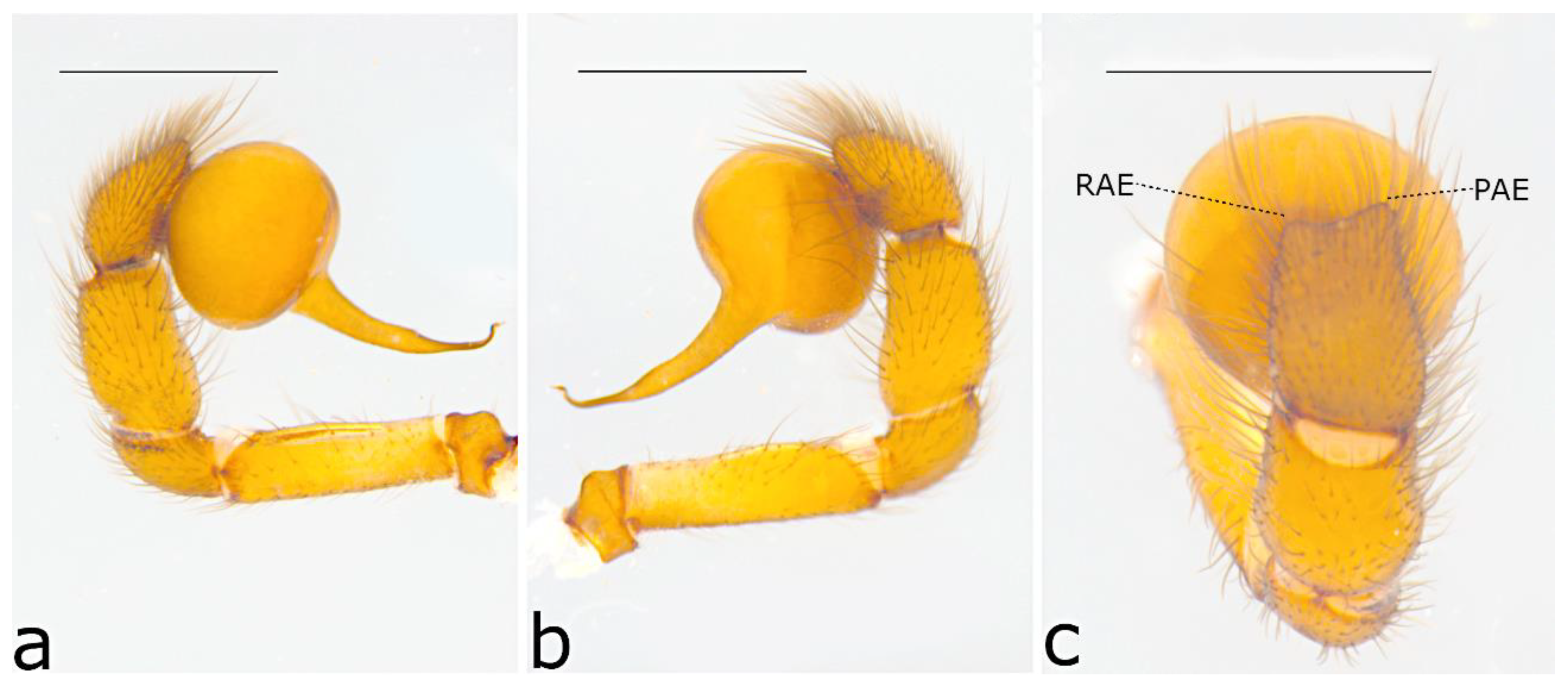 Taxonomy 02 00028 g041