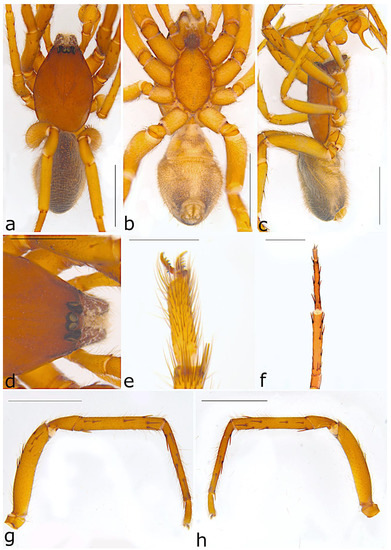 Taxonomy 02 00028 g042