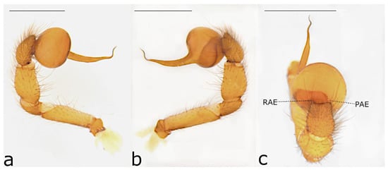 Taxonomy 02 00028 g043