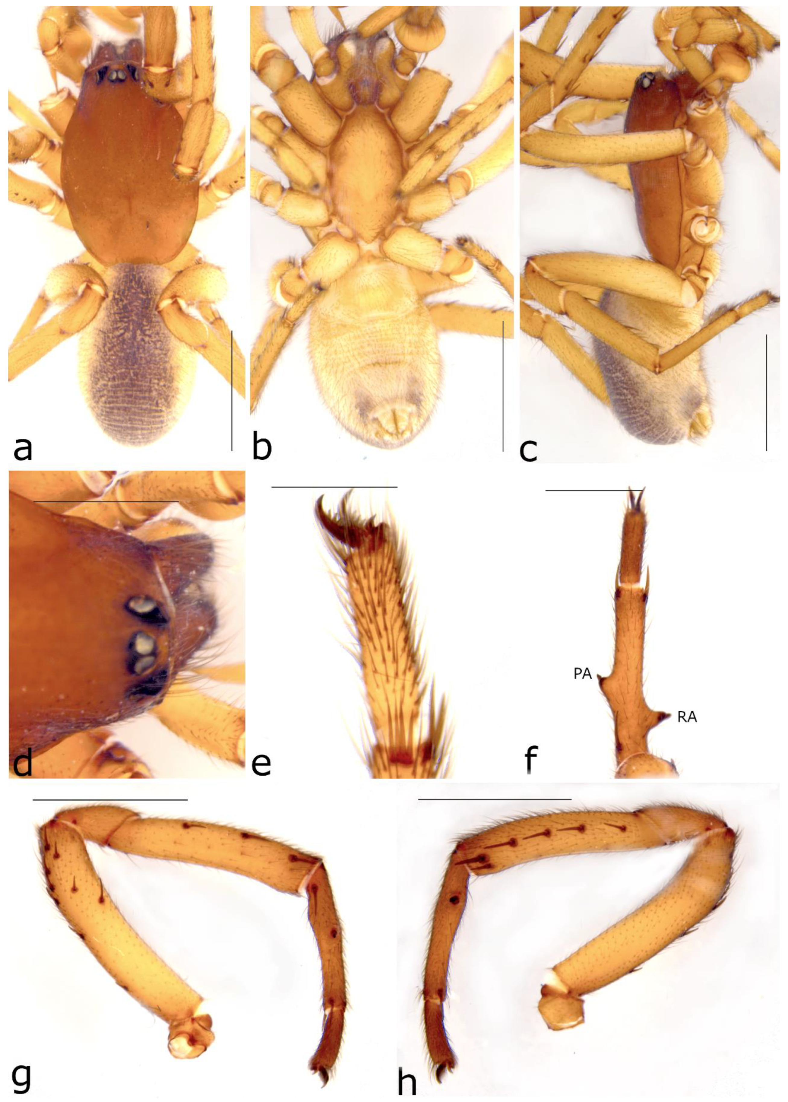 Taxonomy 02 00028 g046