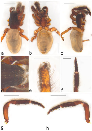 Taxonomy 02 00028 g048