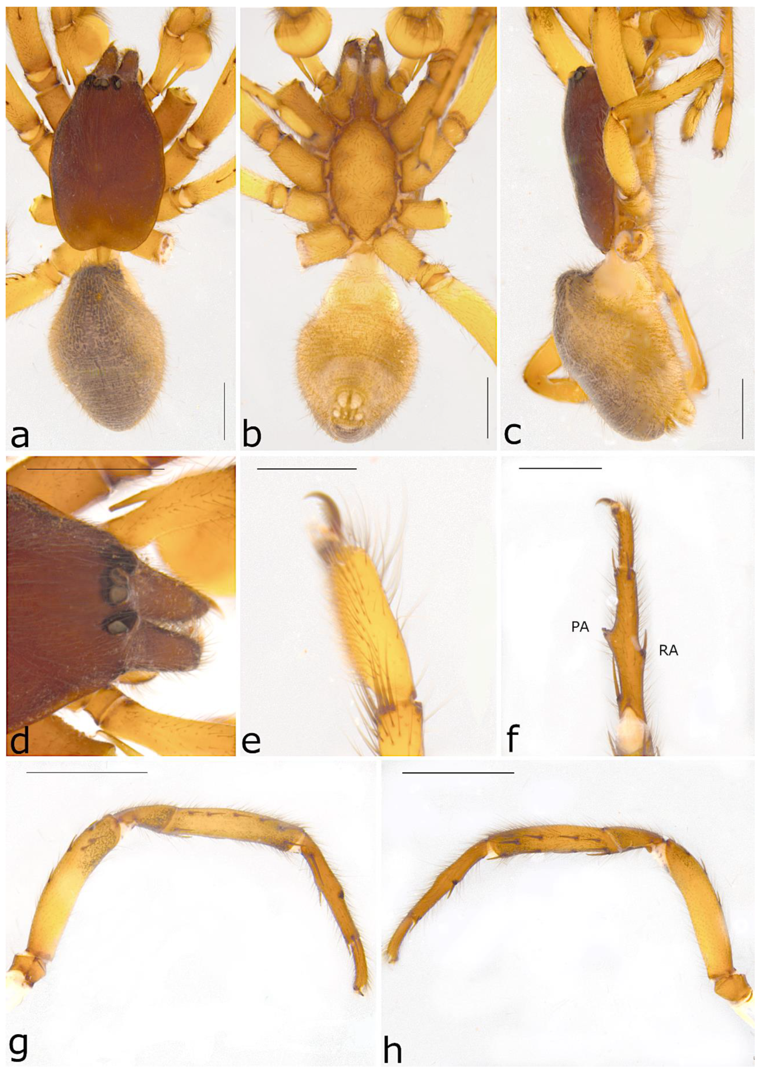 Taxonomy 02 00028 g050