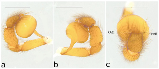 Taxonomy 02 00028 g051