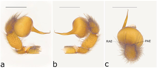 Taxonomy 02 00028 g056