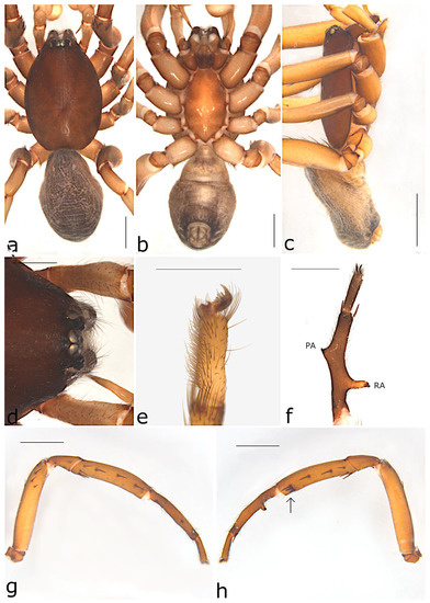 Taxonomy 02 00028 g057
