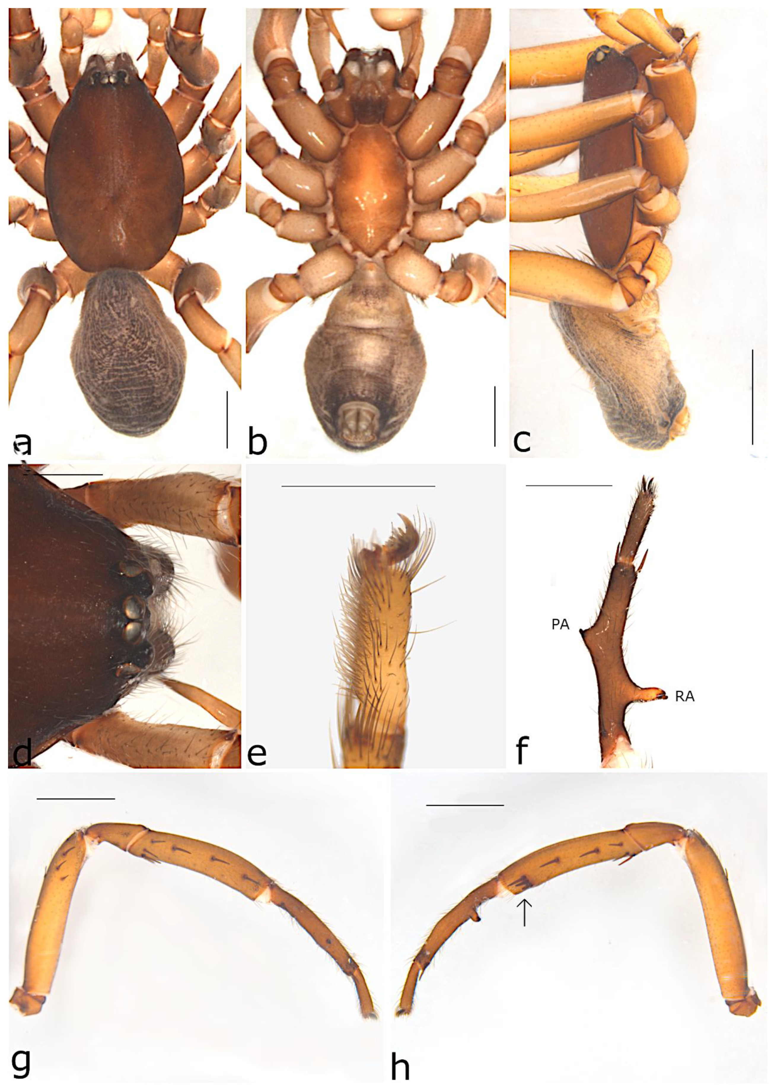 Taxonomy 02 00028 g057