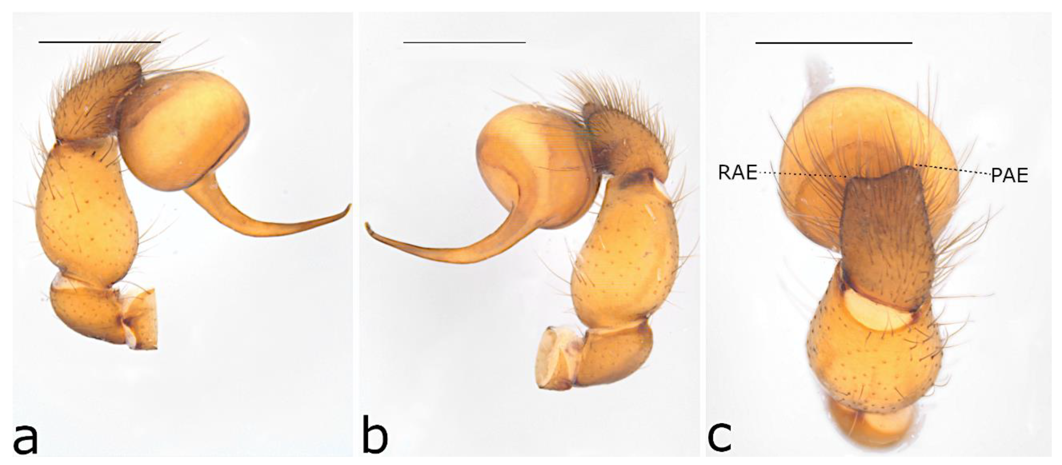 Taxonomy 02 00028 g058