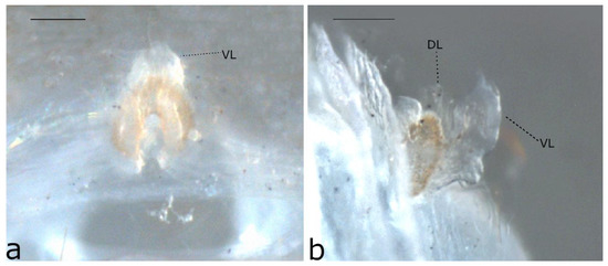 Taxonomy 02 00028 g060