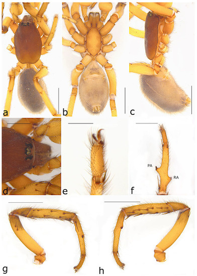 Taxonomy 02 00028 g062