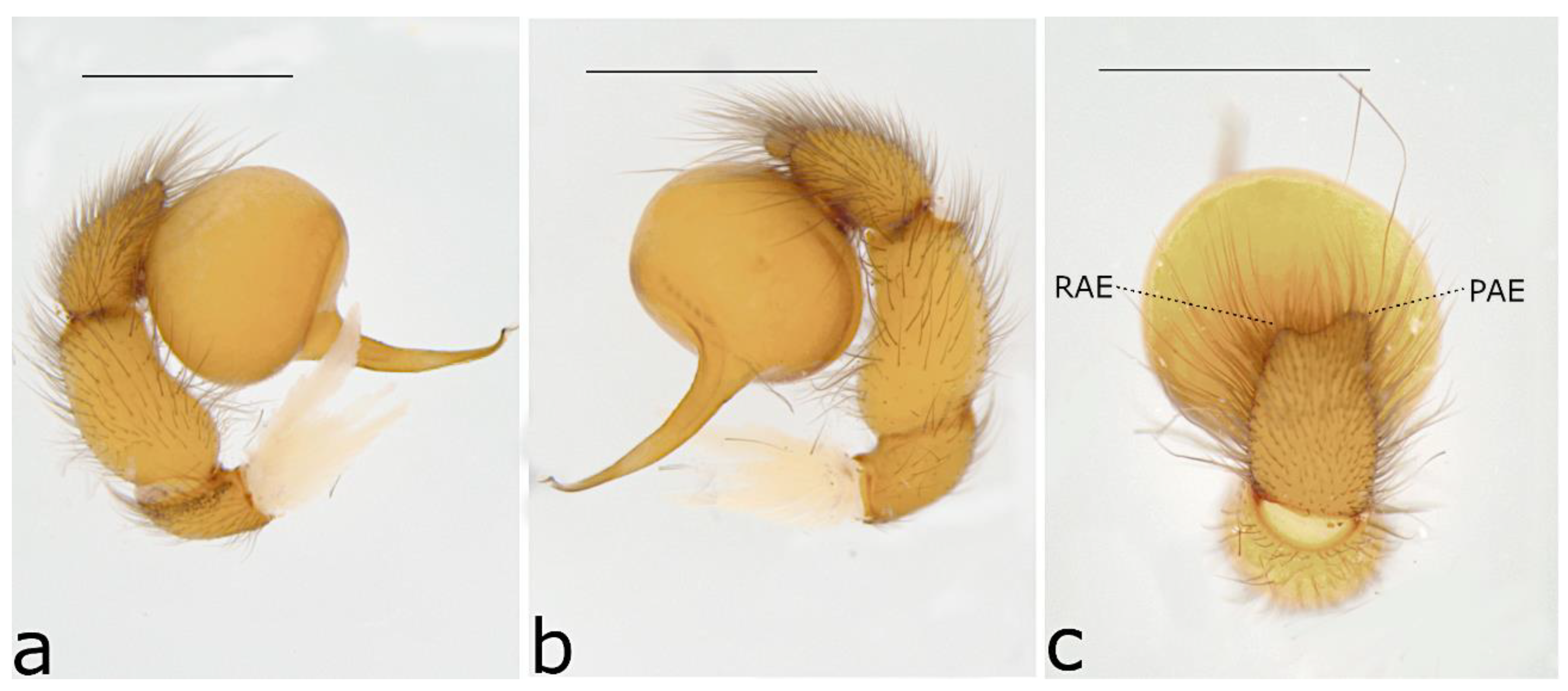 Taxonomy 02 00028 g063