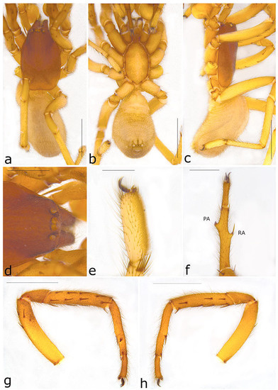 Taxonomy 02 00028 g065