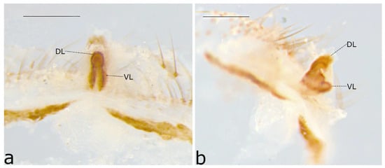Taxonomy 02 00028 g068