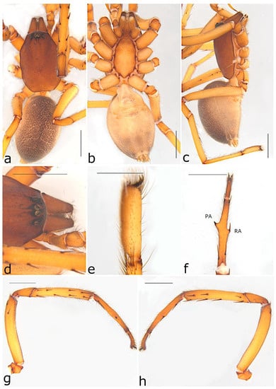 Taxonomy 02 00028 g069