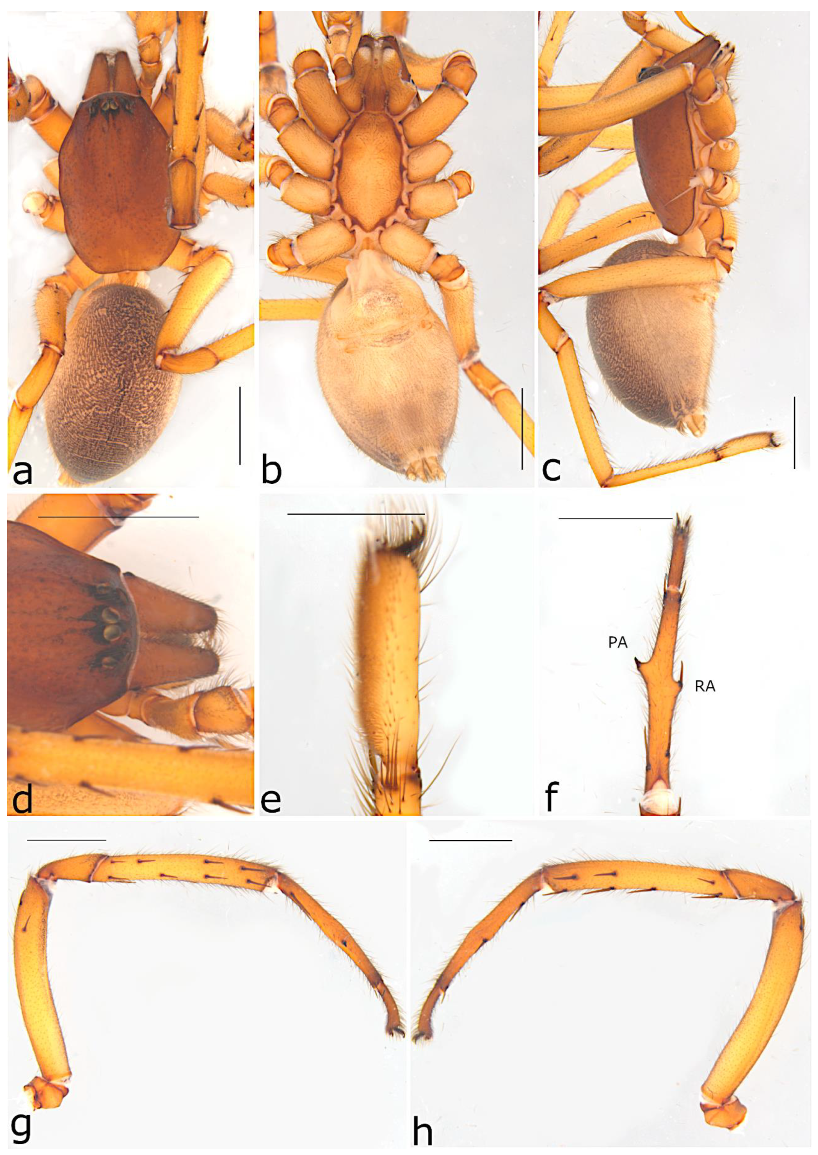 Taxonomy 02 00028 g069