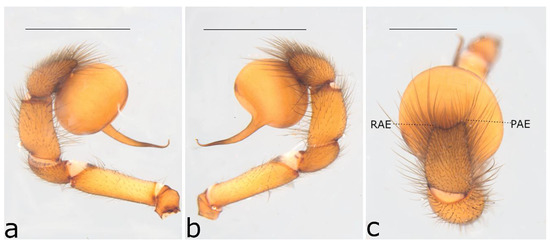 Taxonomy 02 00028 g070