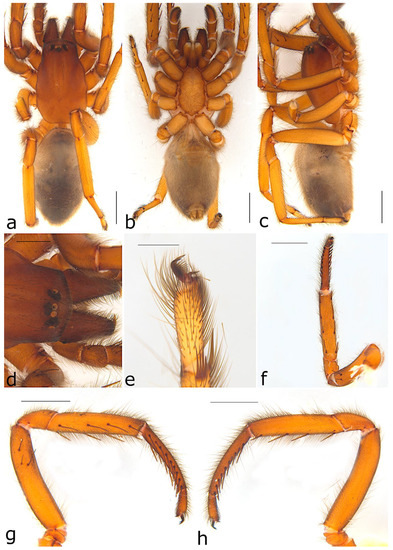 Taxonomy 02 00028 g071