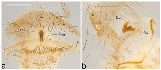 Taxonomy 02 00028 g072