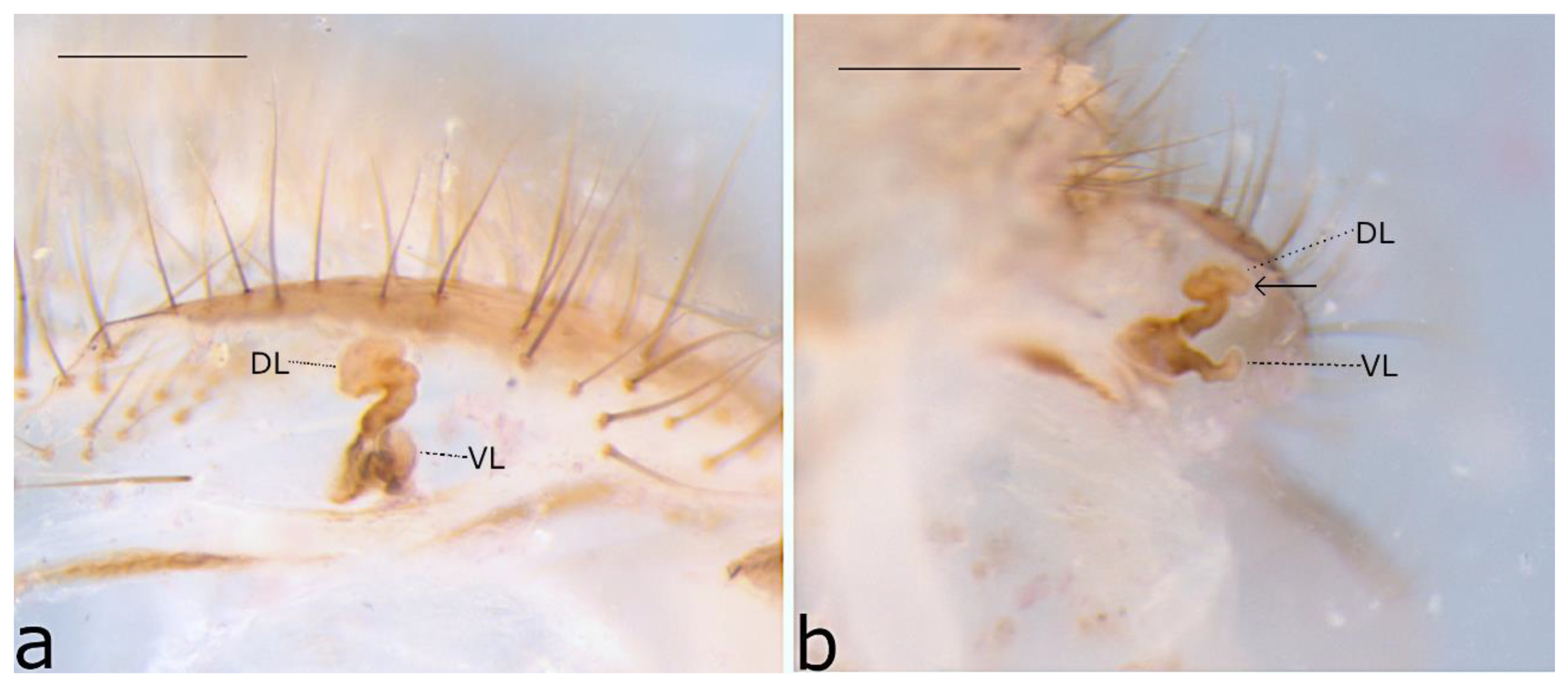 Taxonomy 02 00028 g076