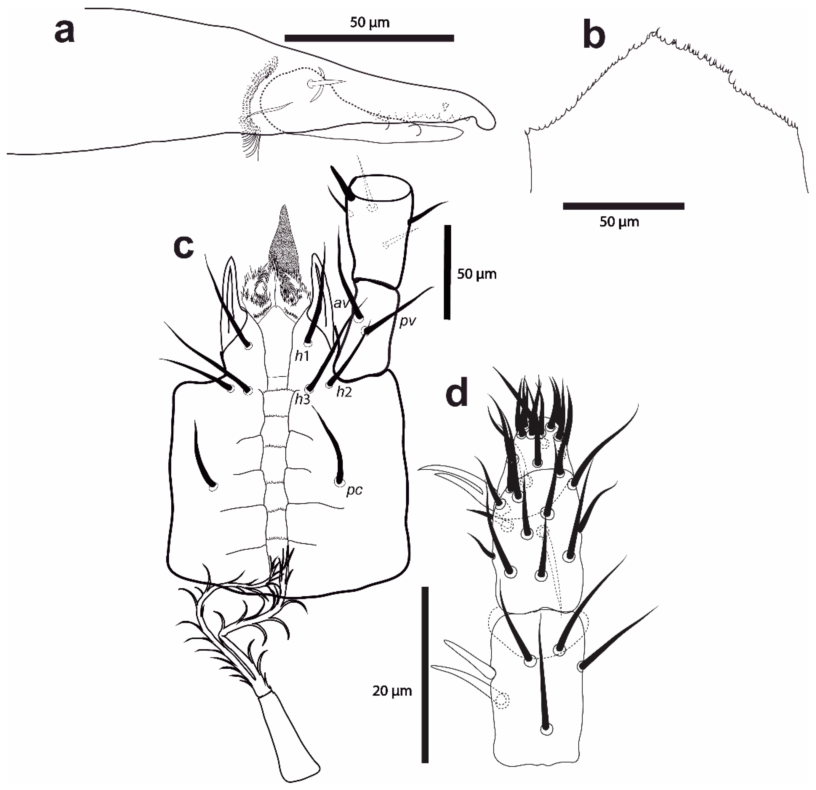 Taxonomy 02 00030 g001