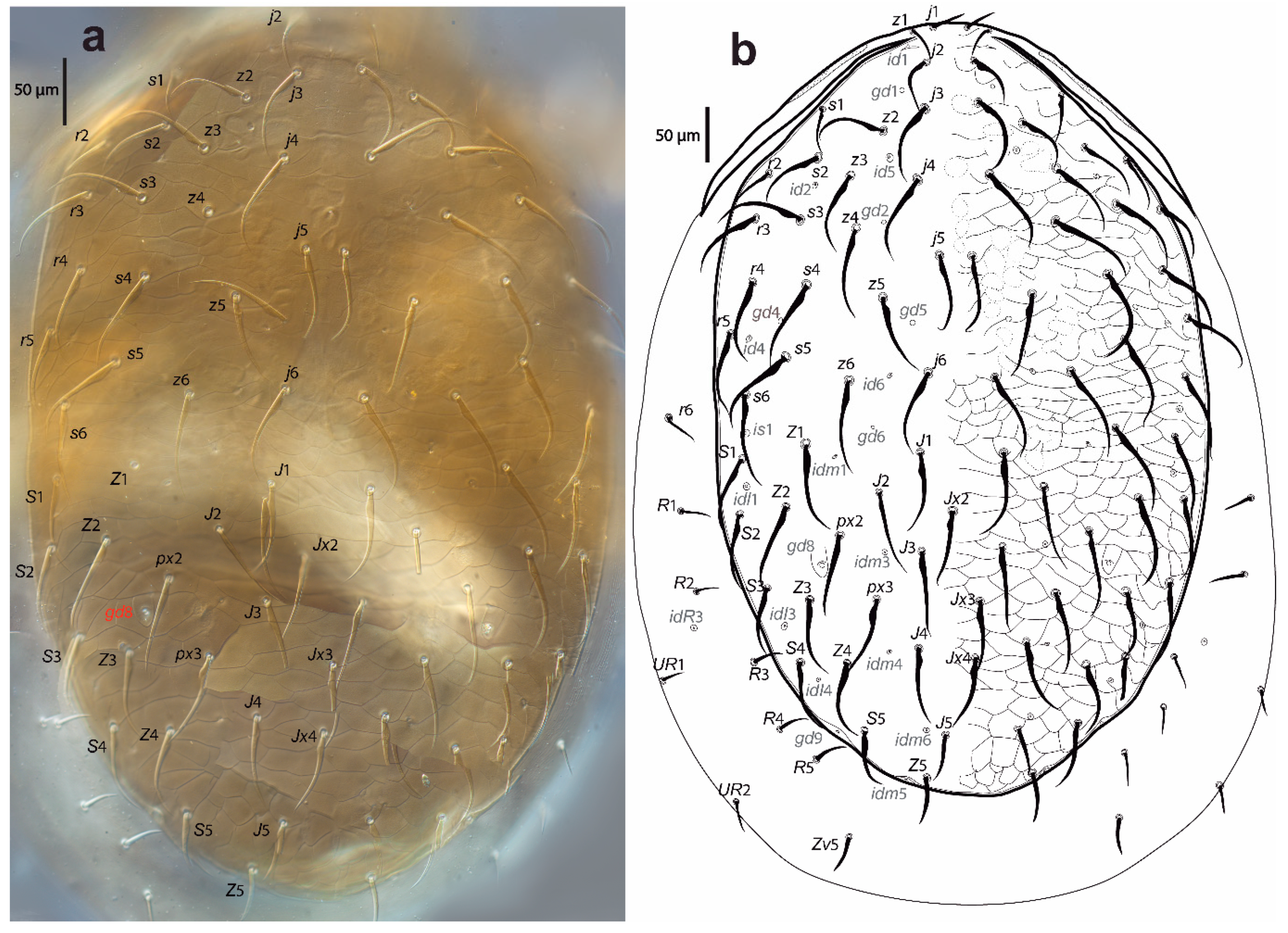 Taxonomy 02 00030 g002