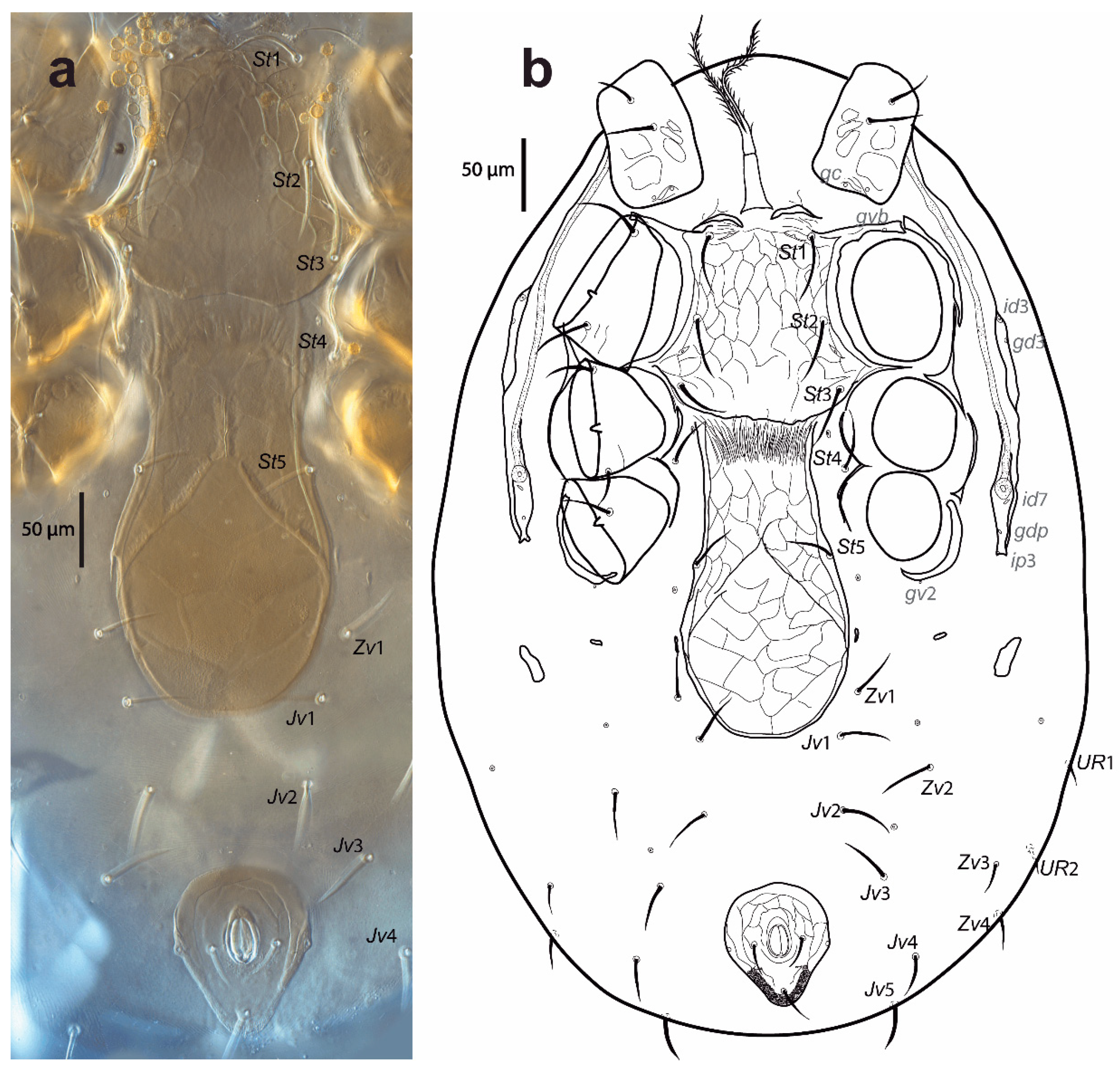 Taxonomy 02 00030 g003