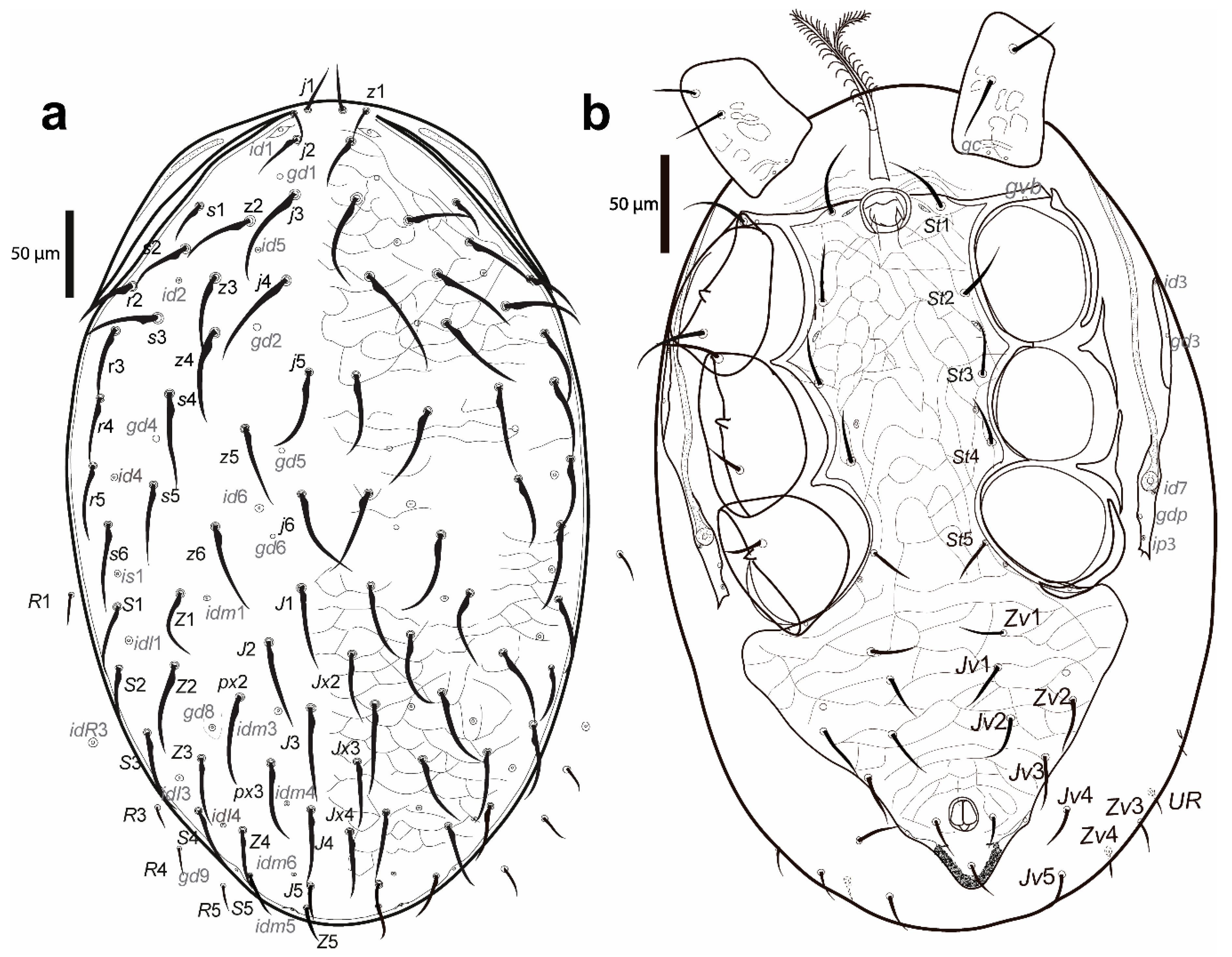 Taxonomy 02 00030 g007