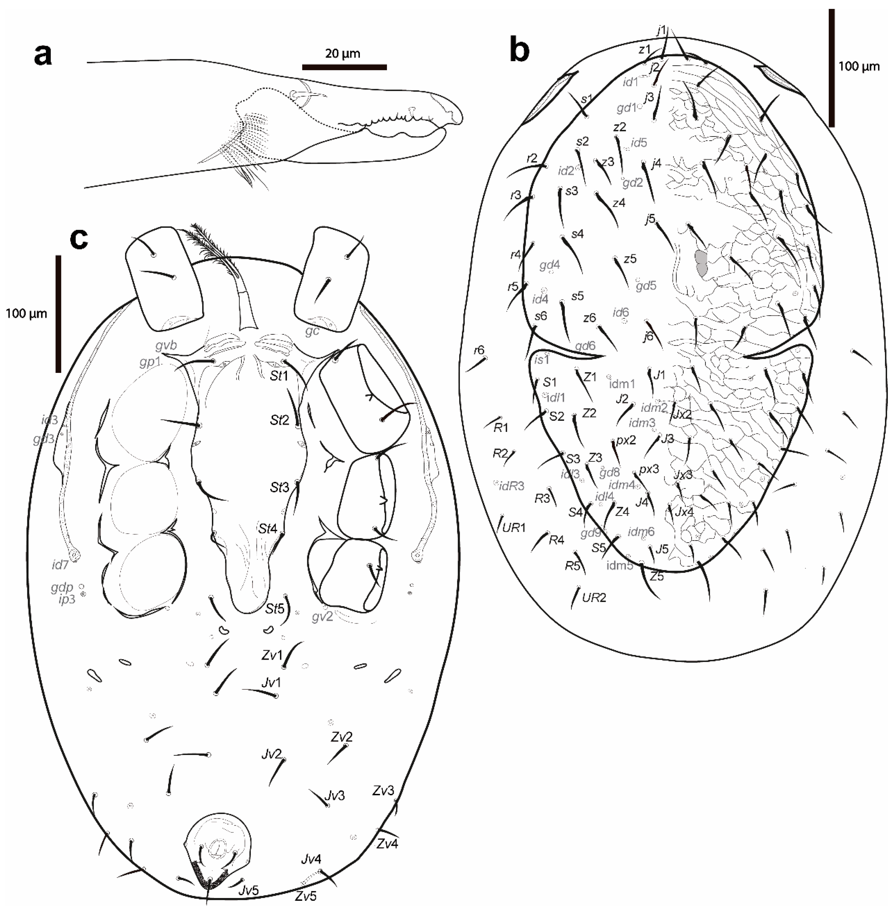 Taxonomy 02 00030 g008