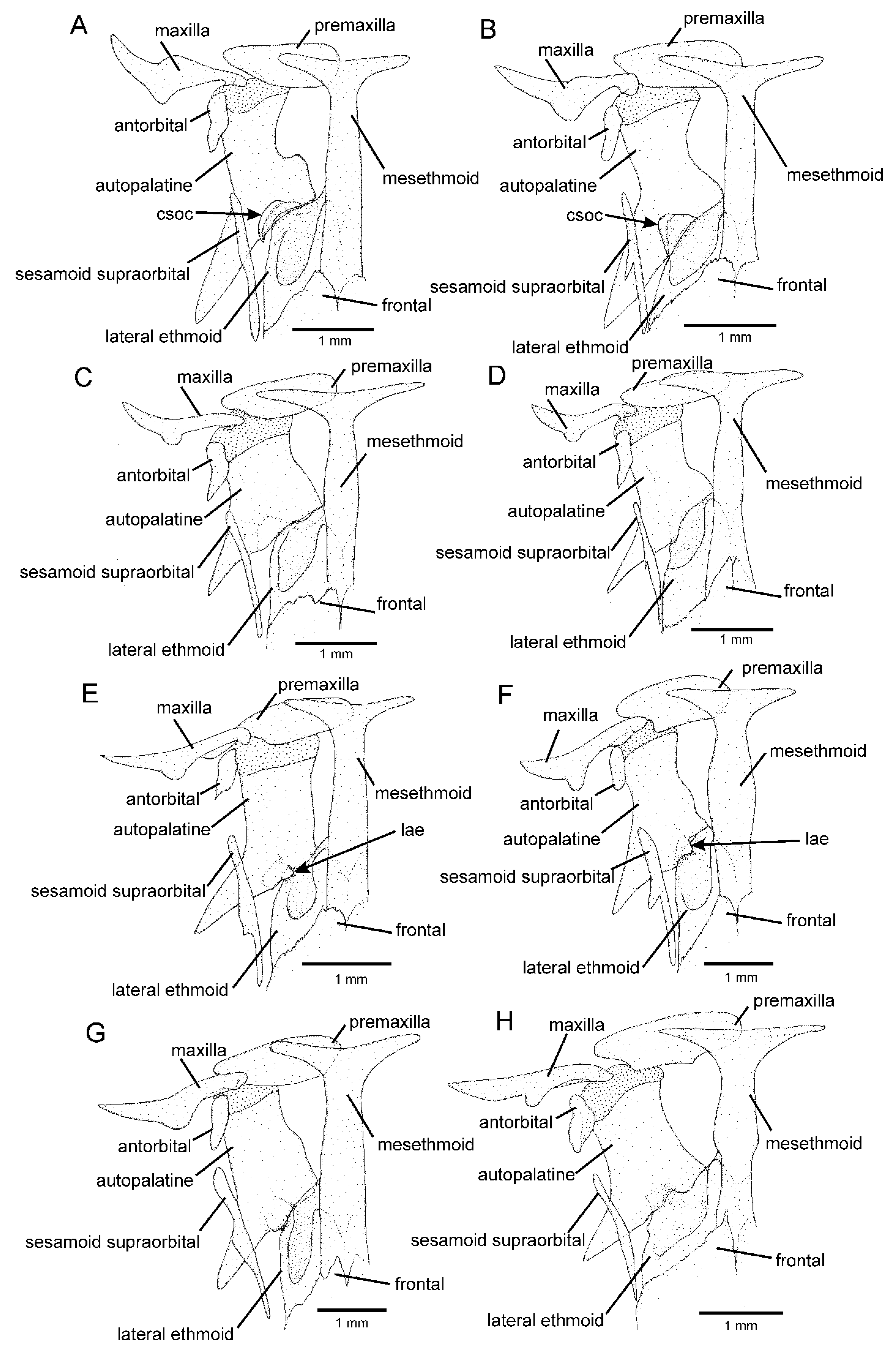 Taxonomy 02 00032 g002