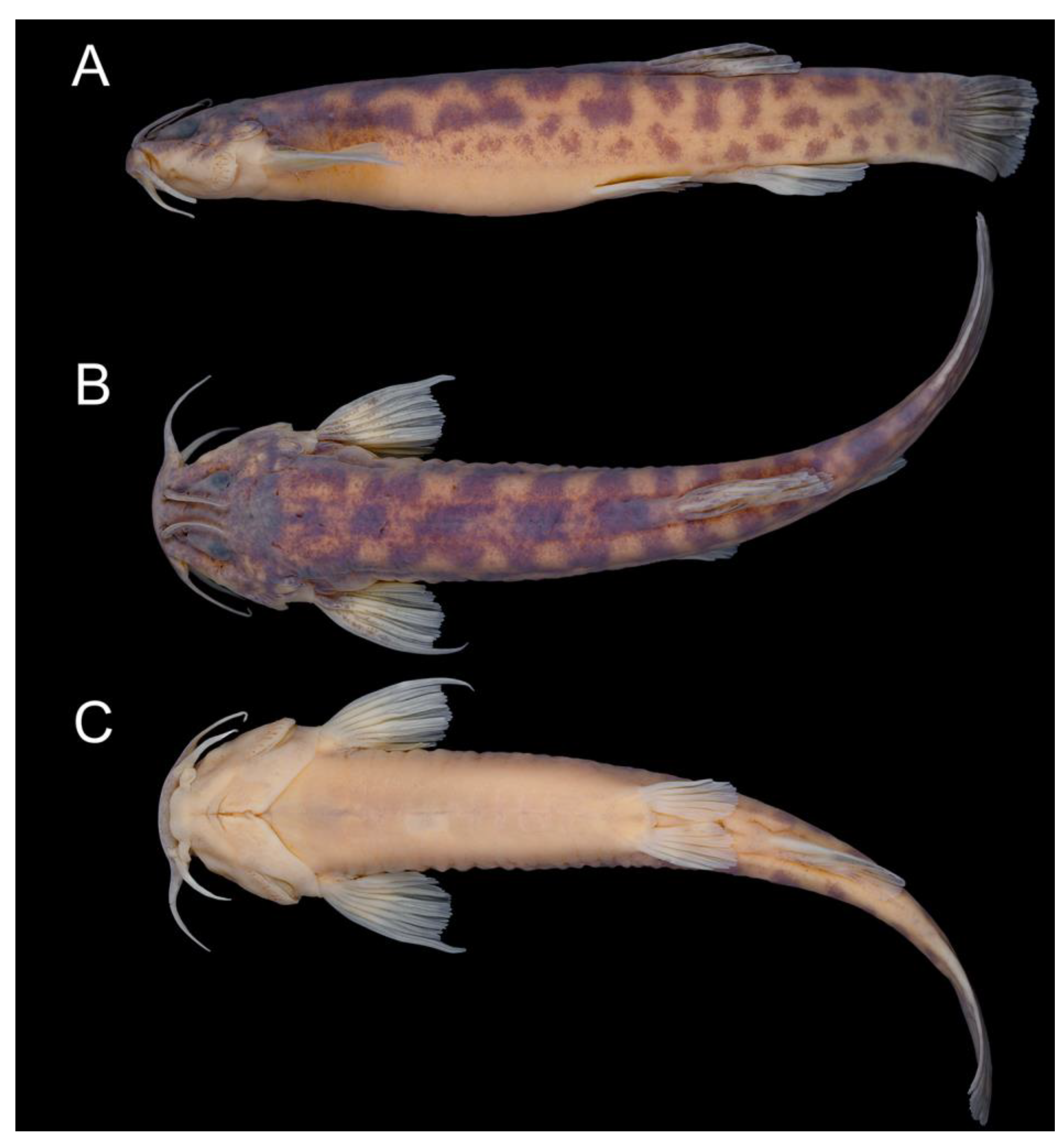 Taxonomy 02 00032 g006