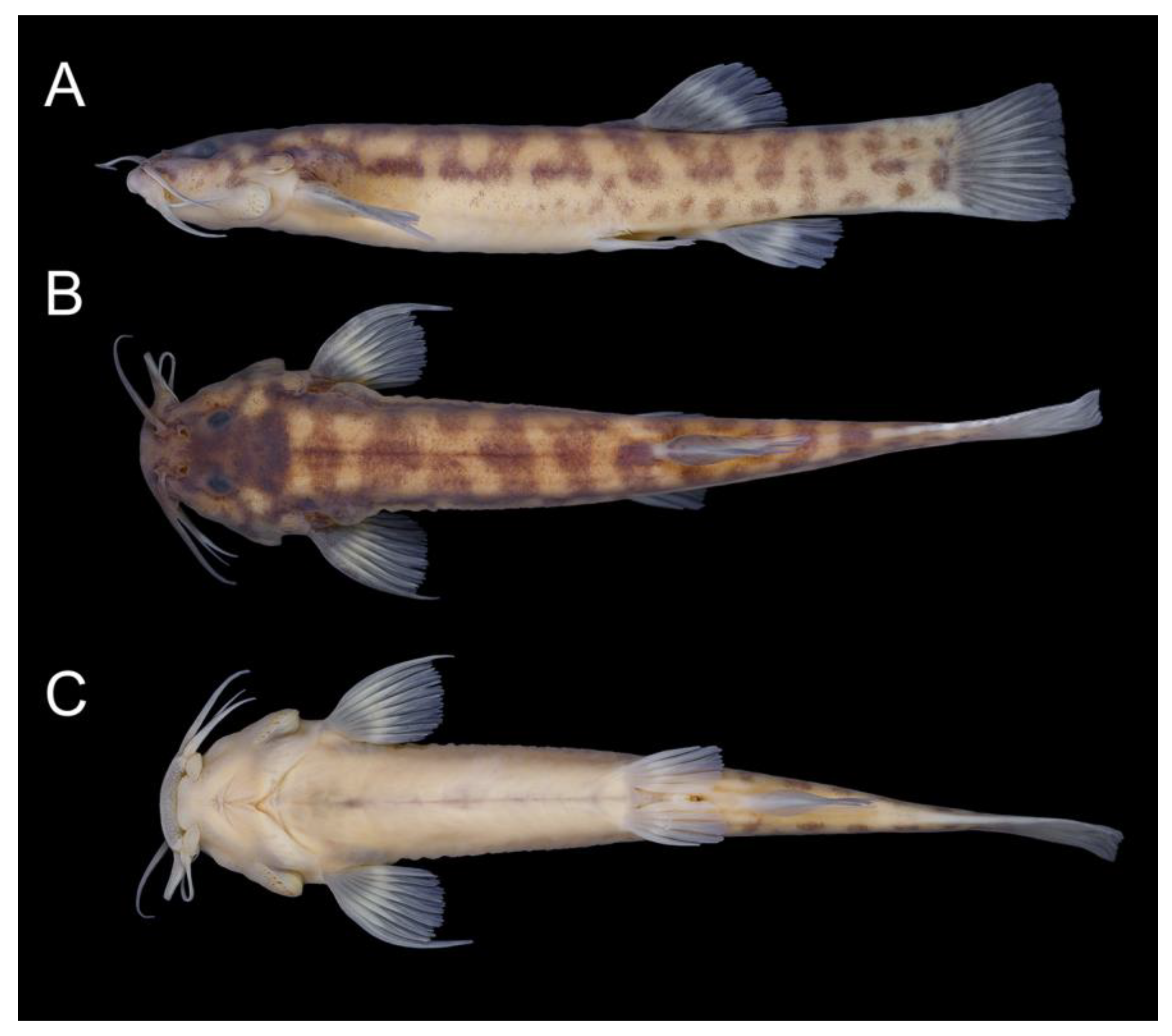 Taxonomy 02 00032 g008