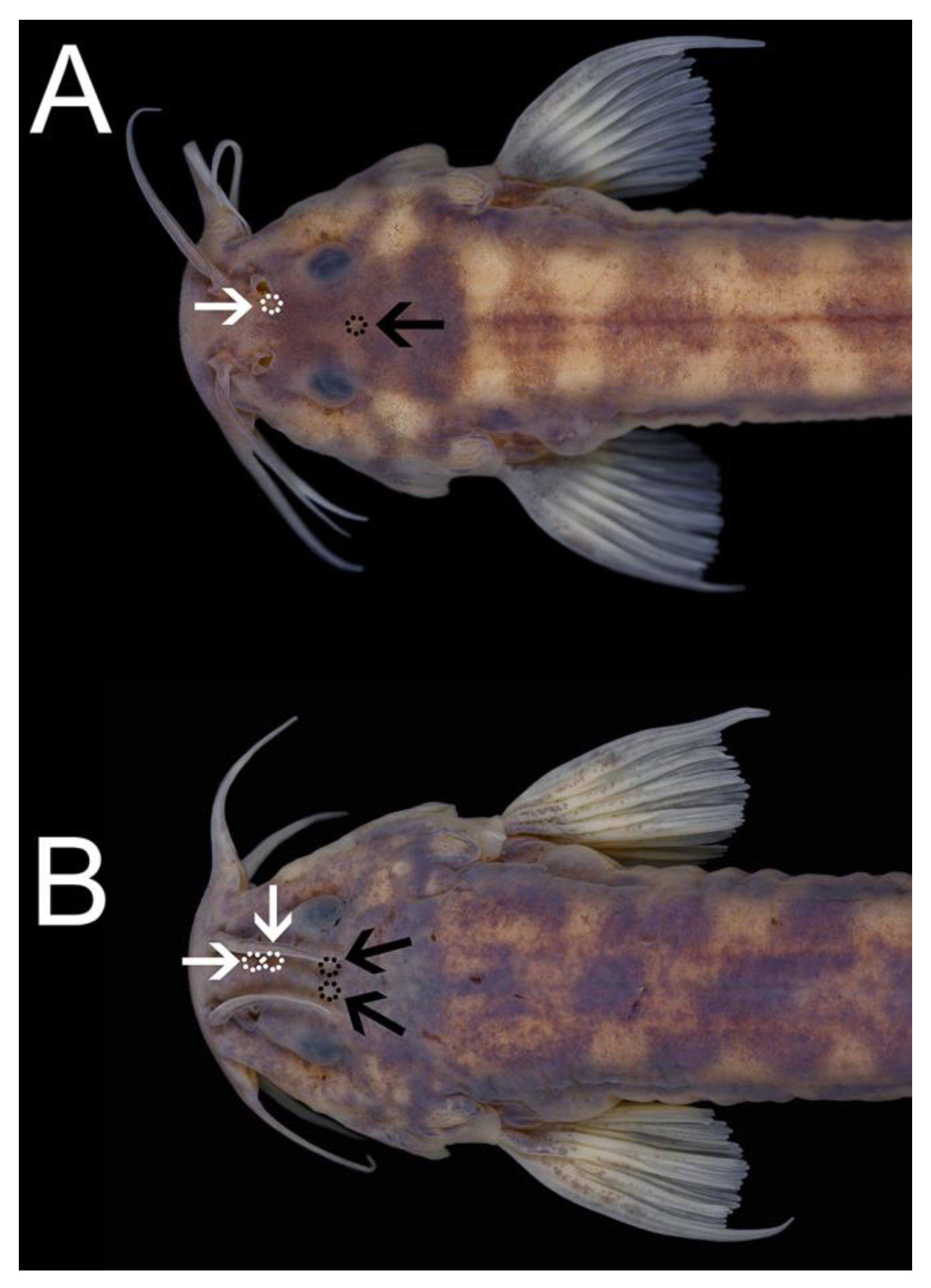 Taxonomy 02 00032 g009