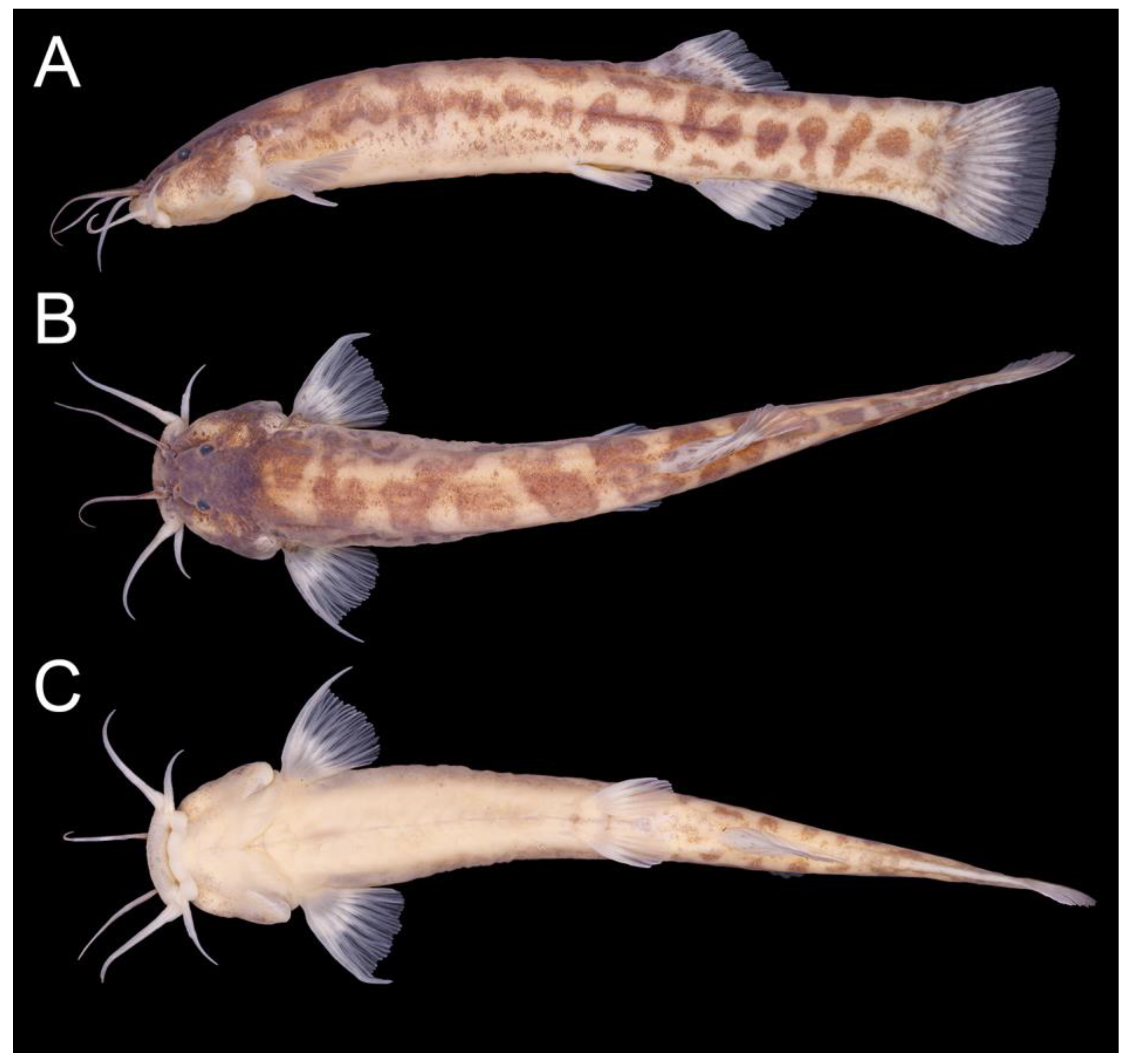 Taxonomy 02 00032 g011