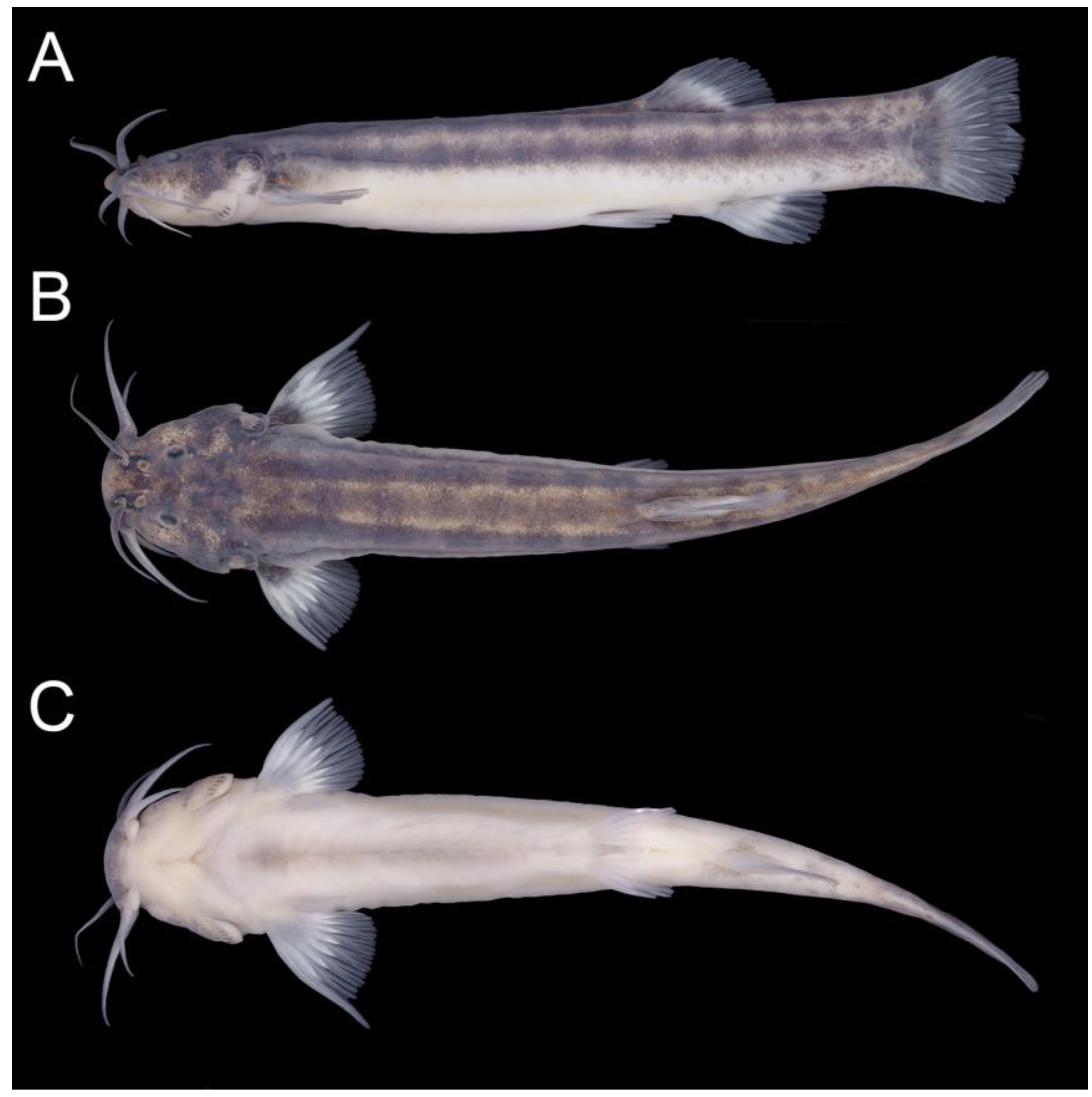 Taxonomy 02 00032 g013