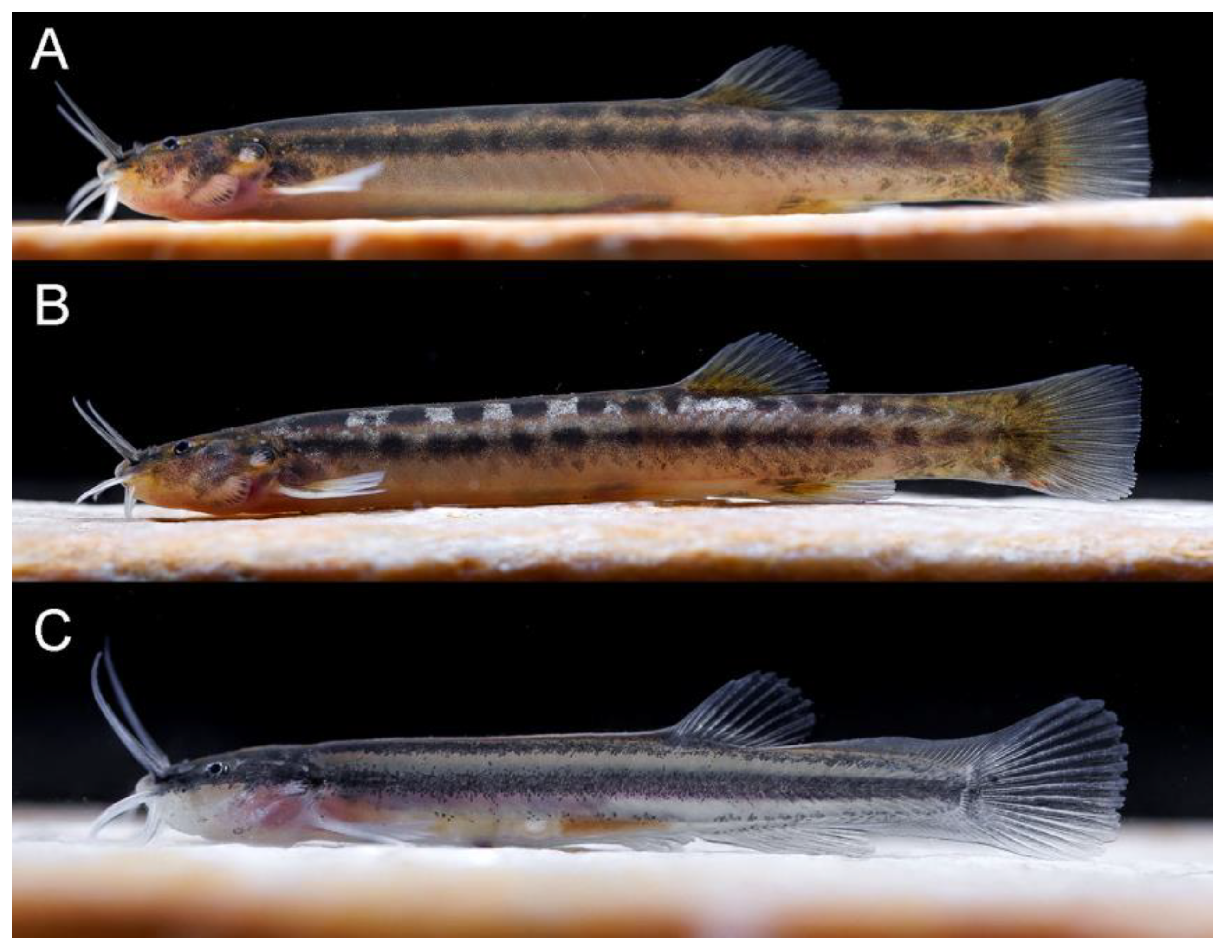 Taxonomy 02 00032 g014