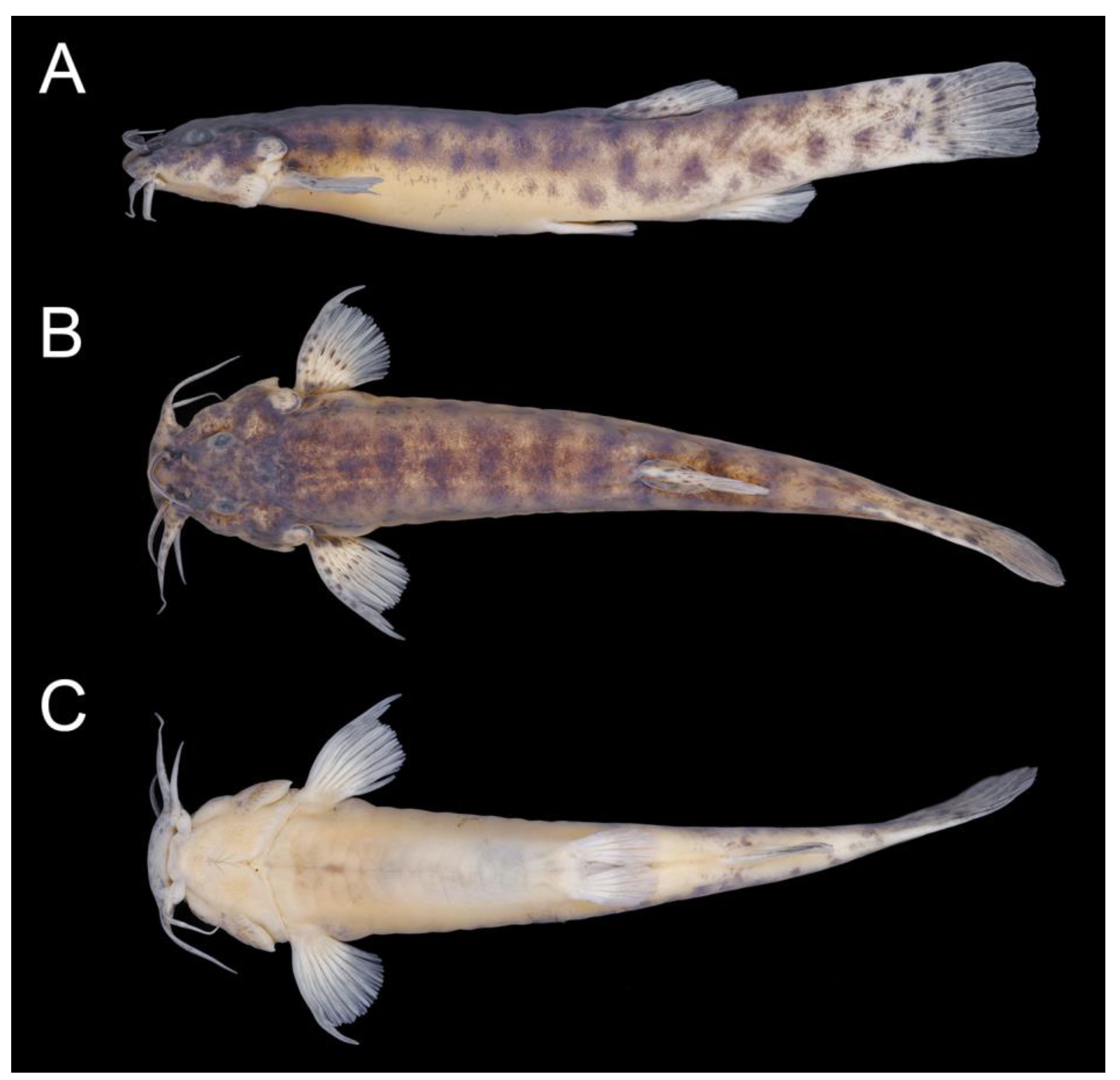 Taxonomy 02 00032 g018