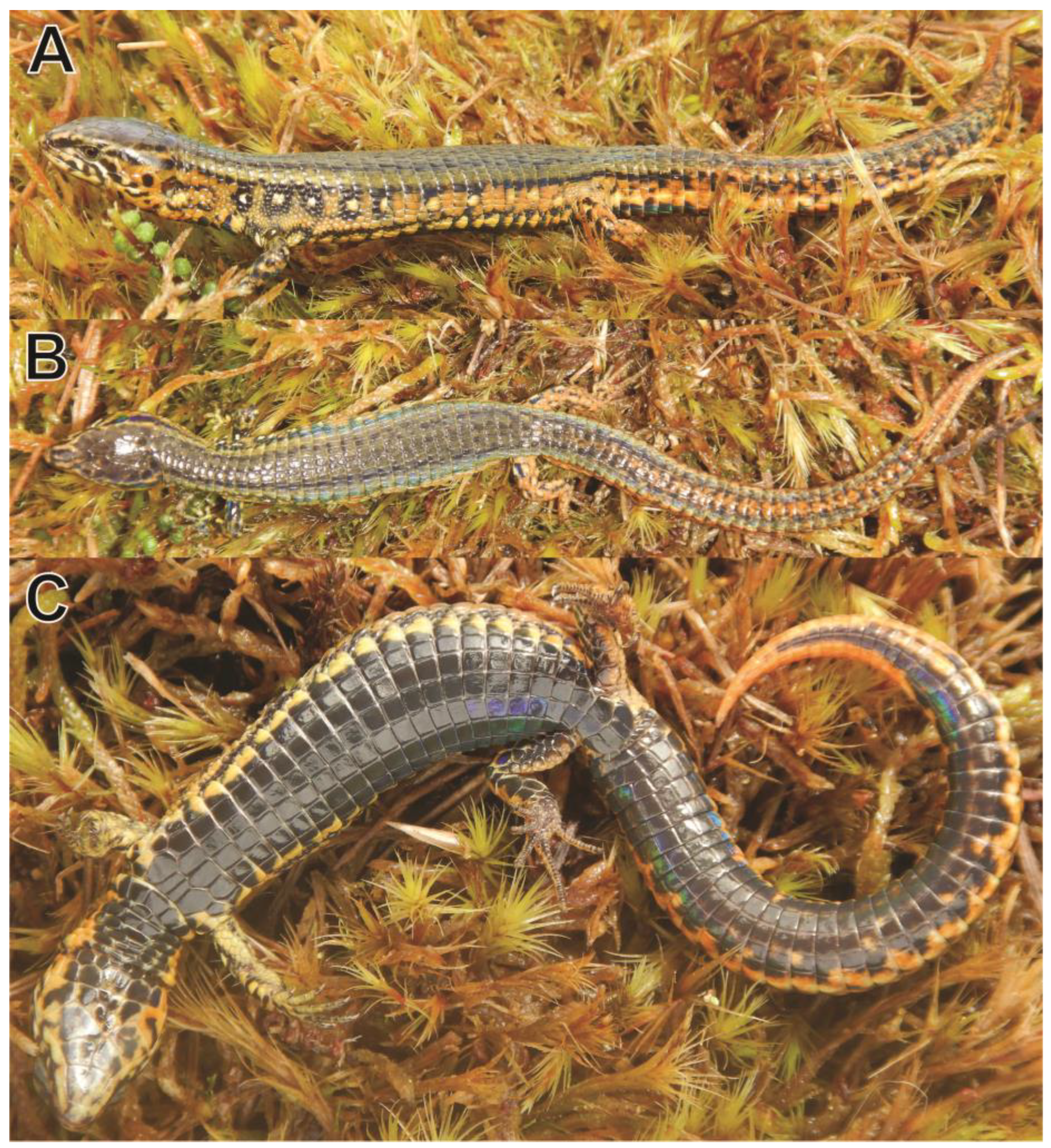 Taxonomy 03 00002 g004