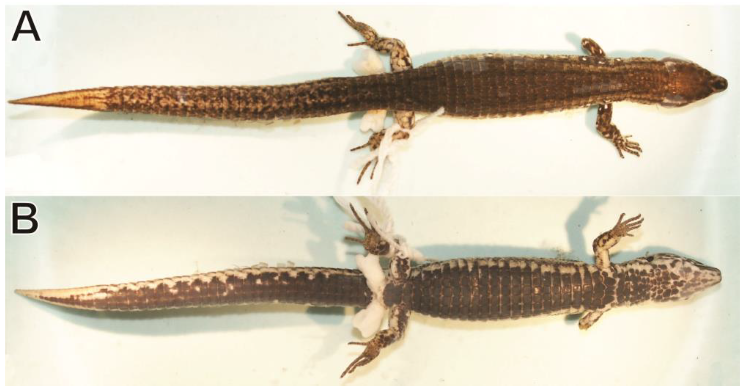 Taxonomy 03 00002 g005