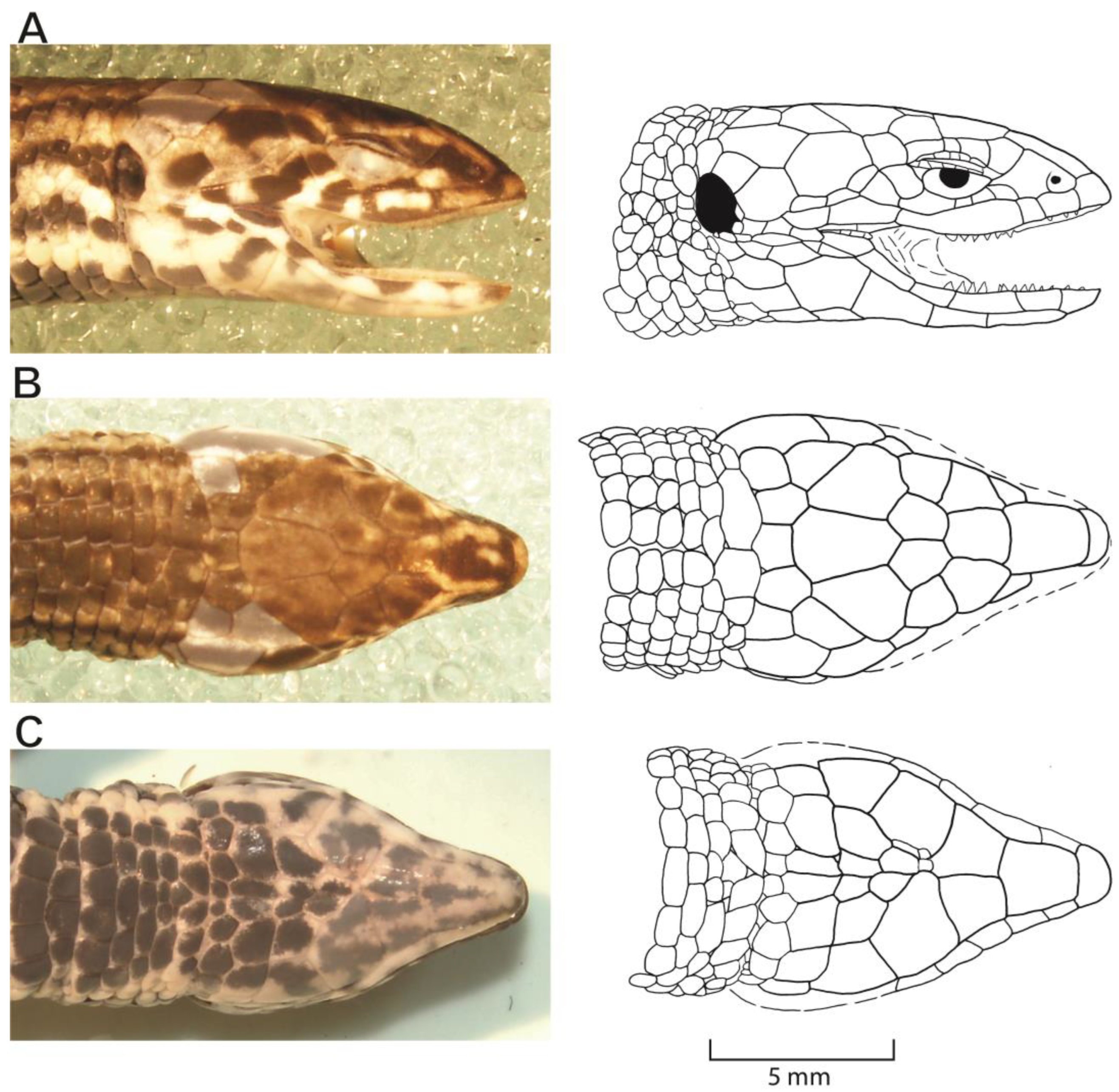 Taxonomy 03 00002 g006